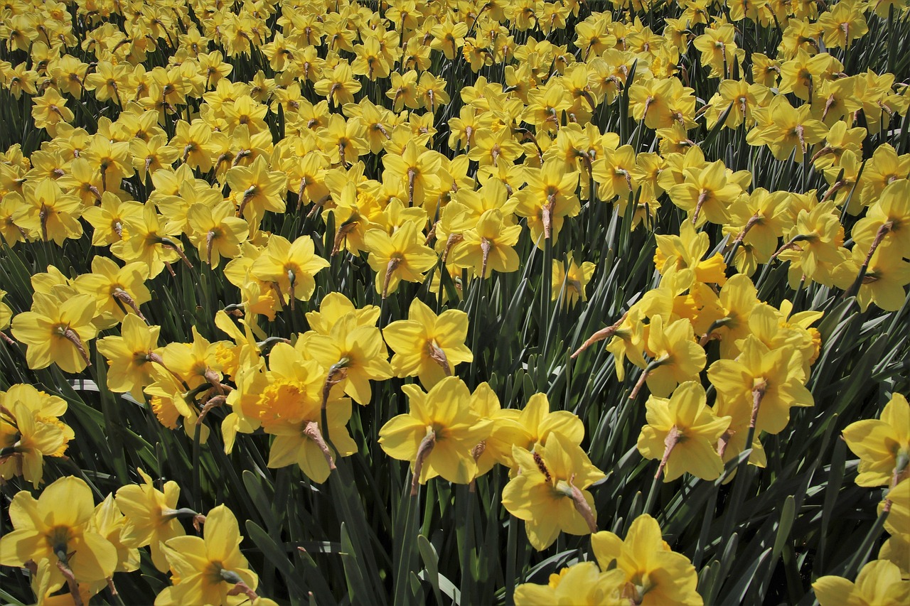 жълт, нарцис, градина, нов daffodil, израстват, нарциси, osterglocken, расте, великден, жълто, флорални, ботанически, kwitnąc, прясно, плантация, светлина, растения, слънчеви, пролетни цветя, издут, природата, обед, килим от цветя