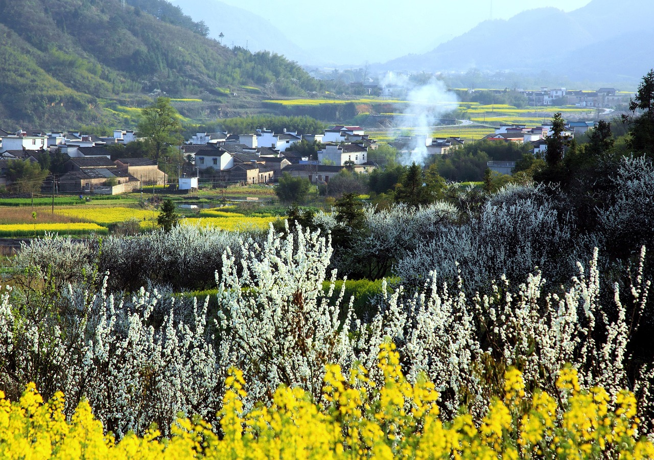 china, anhui wannan, lee flowers, canola flower opened, the blue sky under the, far from the ancient village, sunset under the, smoke curl