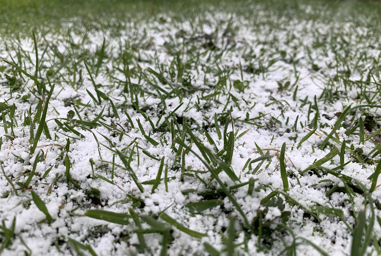 snow, grass, nature, spring, cold, gray grass