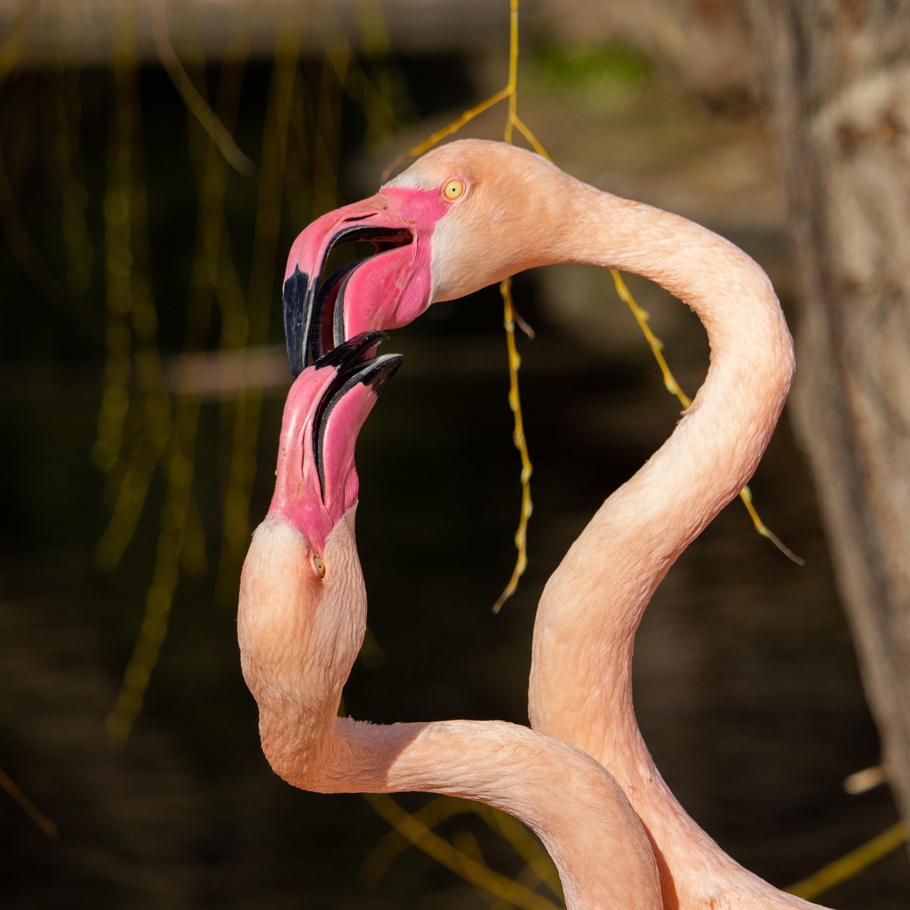 deux, flamengo, zoo, animal, afrique, nature, safari, faune, région sauvage, sauvage, l'eau, oiseau, exotique, extérieur, lac