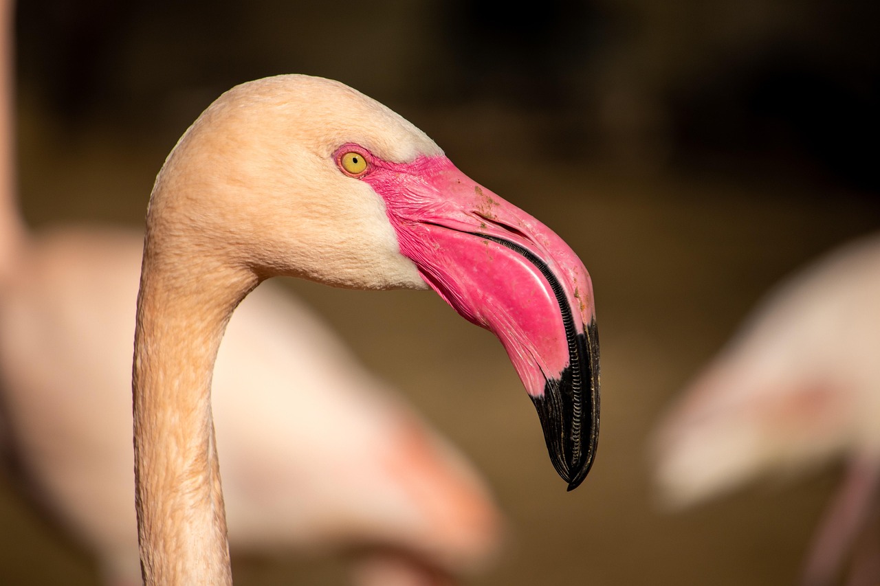 deux, flamant, zoo, animal, afrique, nature, safari, faune, région sauvage, sauvage, l'eau, oiseau, exotique, extérieur, lac