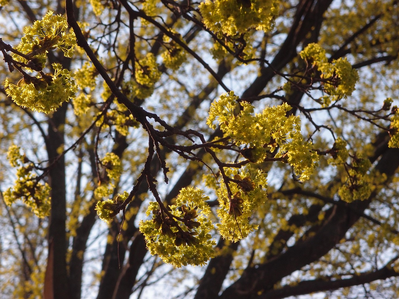 spring, nature, beautiful flowers, flower background, flower wallpaper, maple, flowers, flowers maple, branch, green