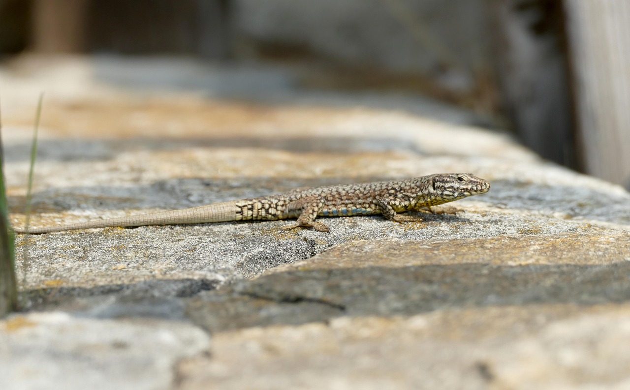 wall lizard, podarcis muralis, lizard, reptiles, reptile, nature