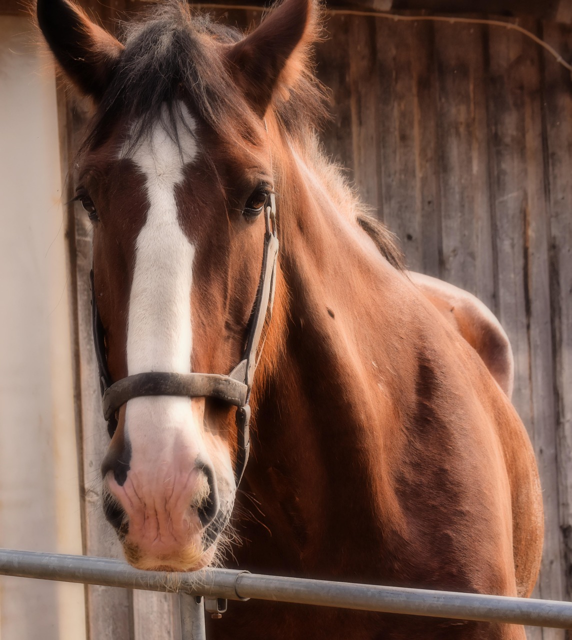 shire horse, horse, brown, portrait, beautiful, animal, wildlife, nature, animal portrait