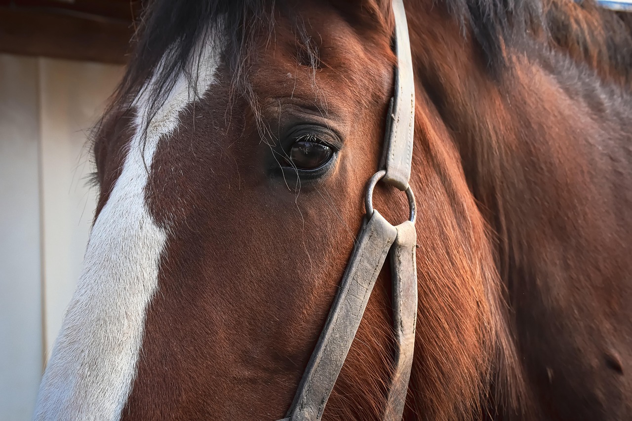shire horse, nature, horse, brown, portrait, beautiful, animal, wildlife, animal portrait