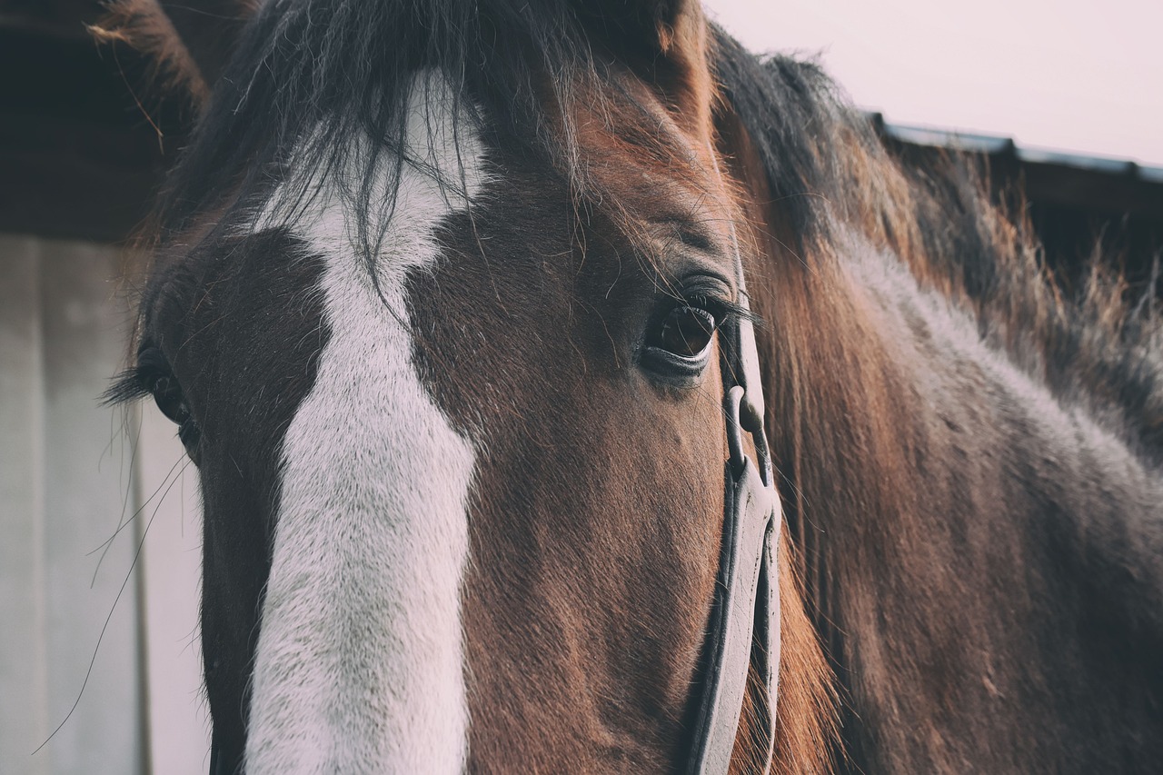 shire horse, horse, brown, portrait, beautiful, nature, animal, wildlife, animal portrait