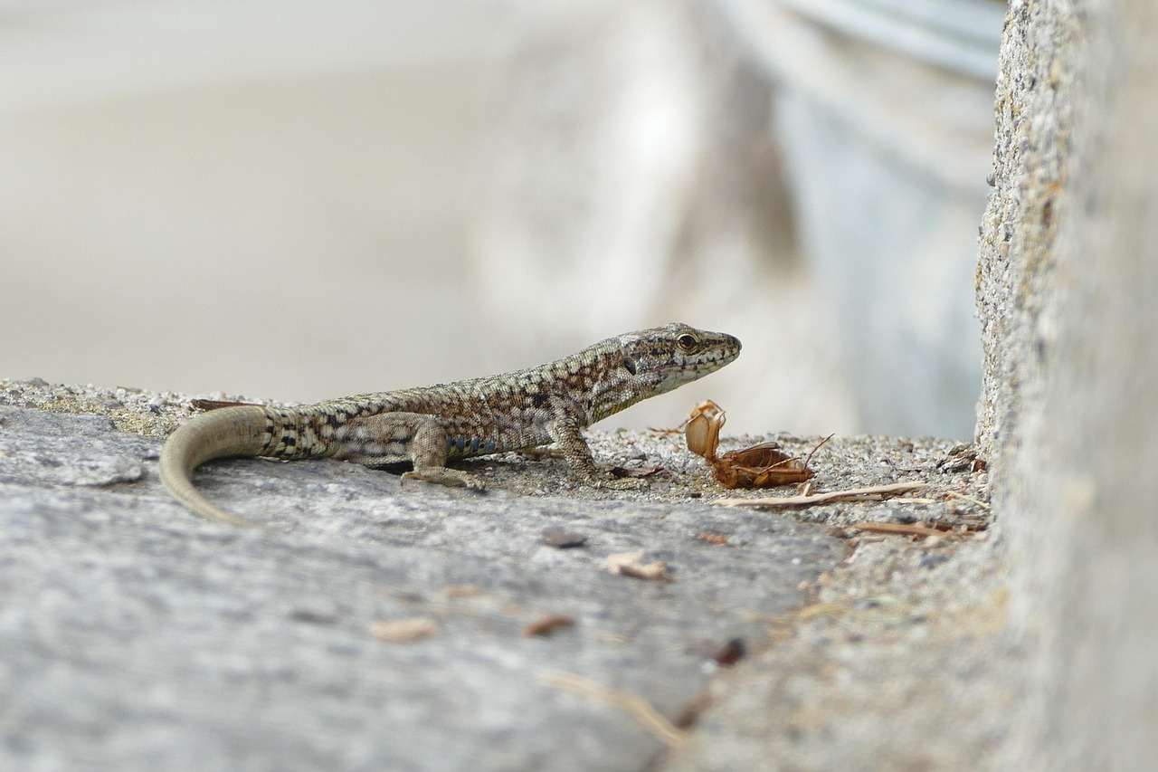 wall lizard, podarcis muralis, lizard, reptiles, reptile, nature