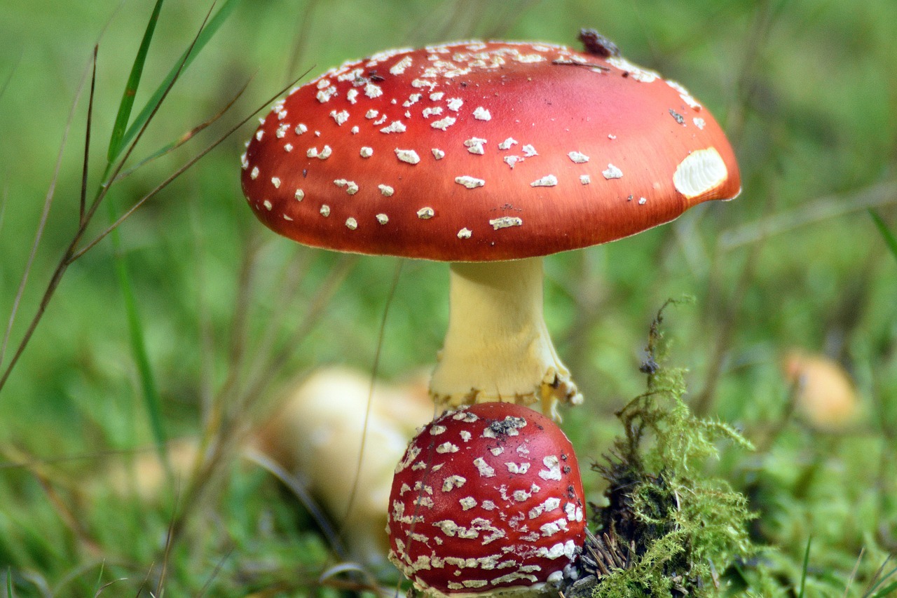 mushrooms, mushroom, toadstool, muchomorek, toxic, in the fall, autumn, nature