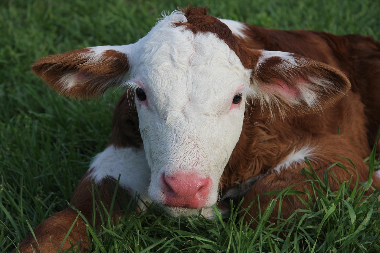 vițel, pui de vacă, bovine, animal, tineri, animale, fermă, agricultură, mamifer, natura, bebelus, vacă