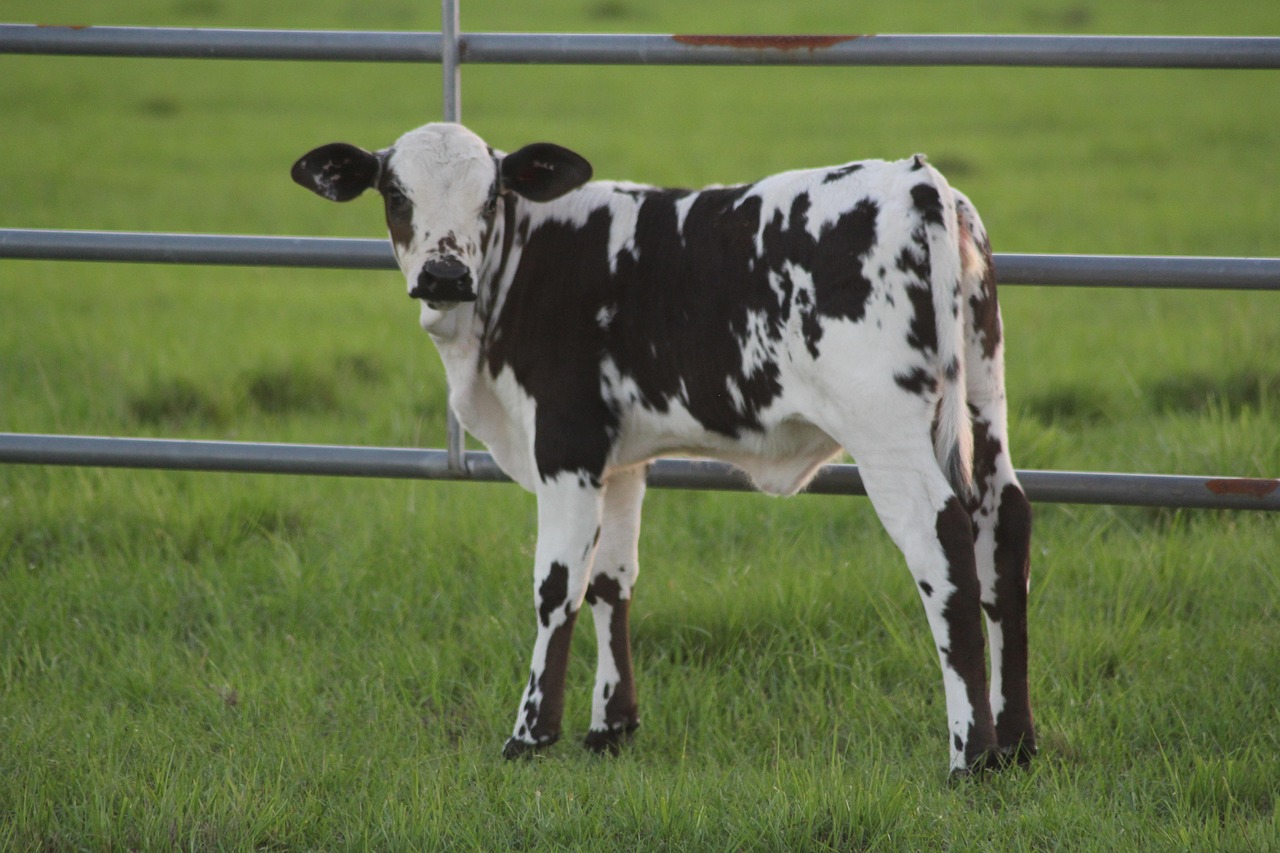 vițel, pui de vacă, vacă, bebelus, bovine, animal, natura, tineri, animale, fermă, mamifer, agricultură, turma, vaca verde