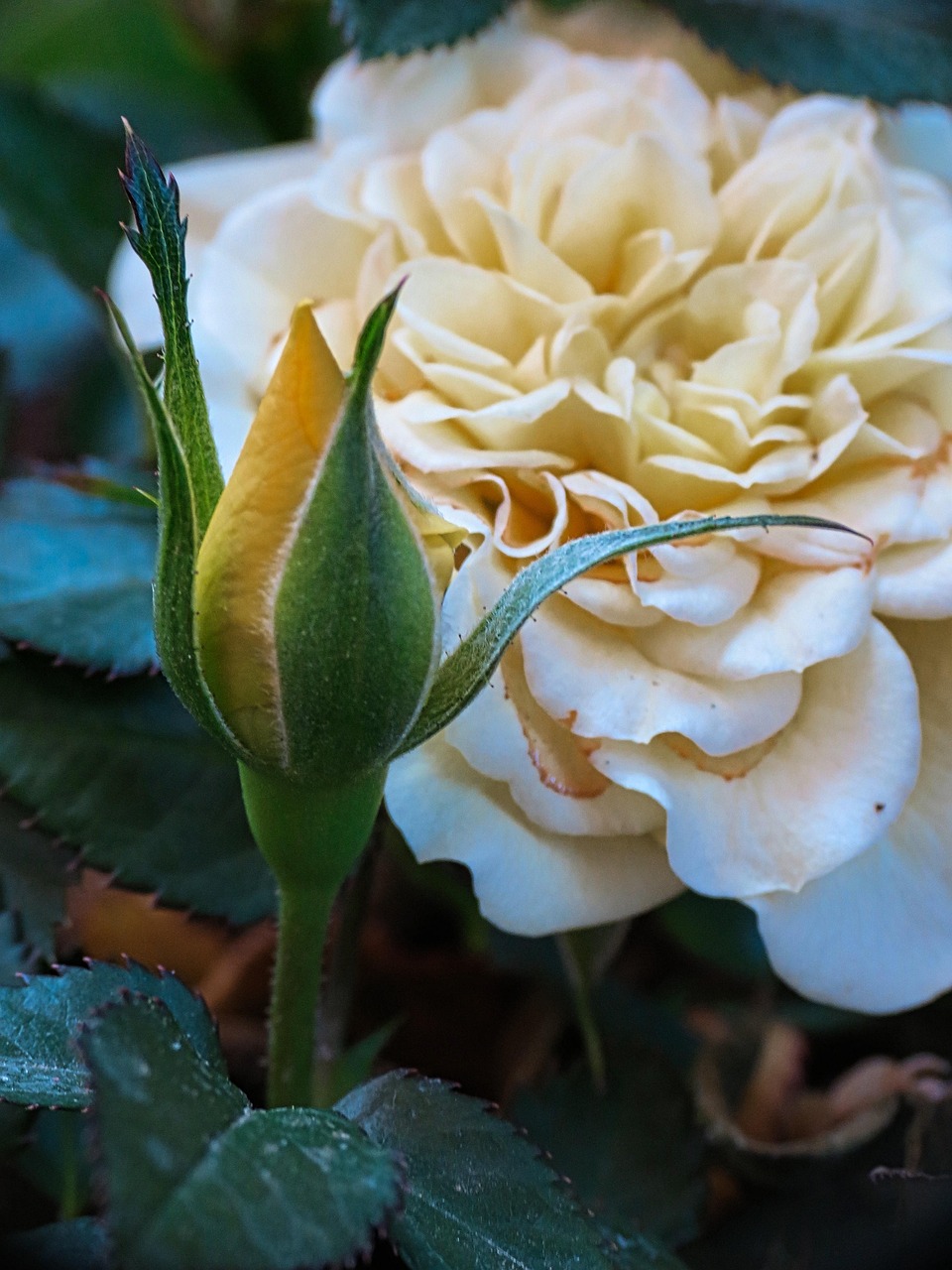 yellow, beautiful flowers, flower, flower wallpaper, flower background, garden, nature, blue, petals