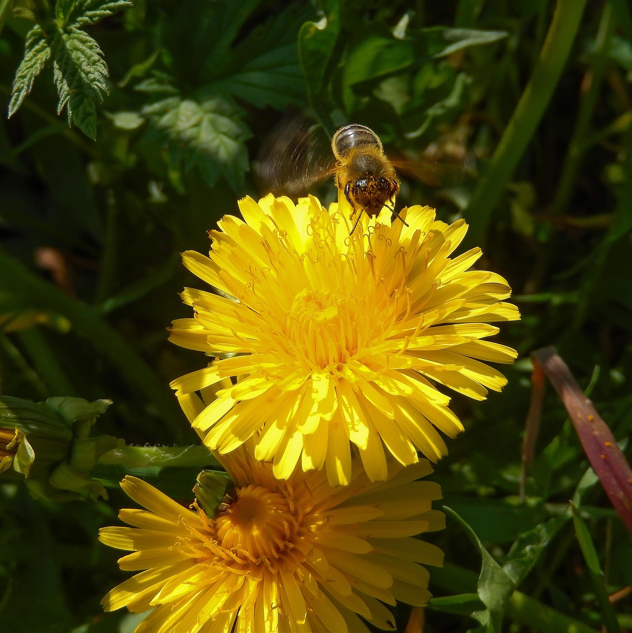 common dandelion, taraxacum, wild bee, apoidea, dandelion, close up