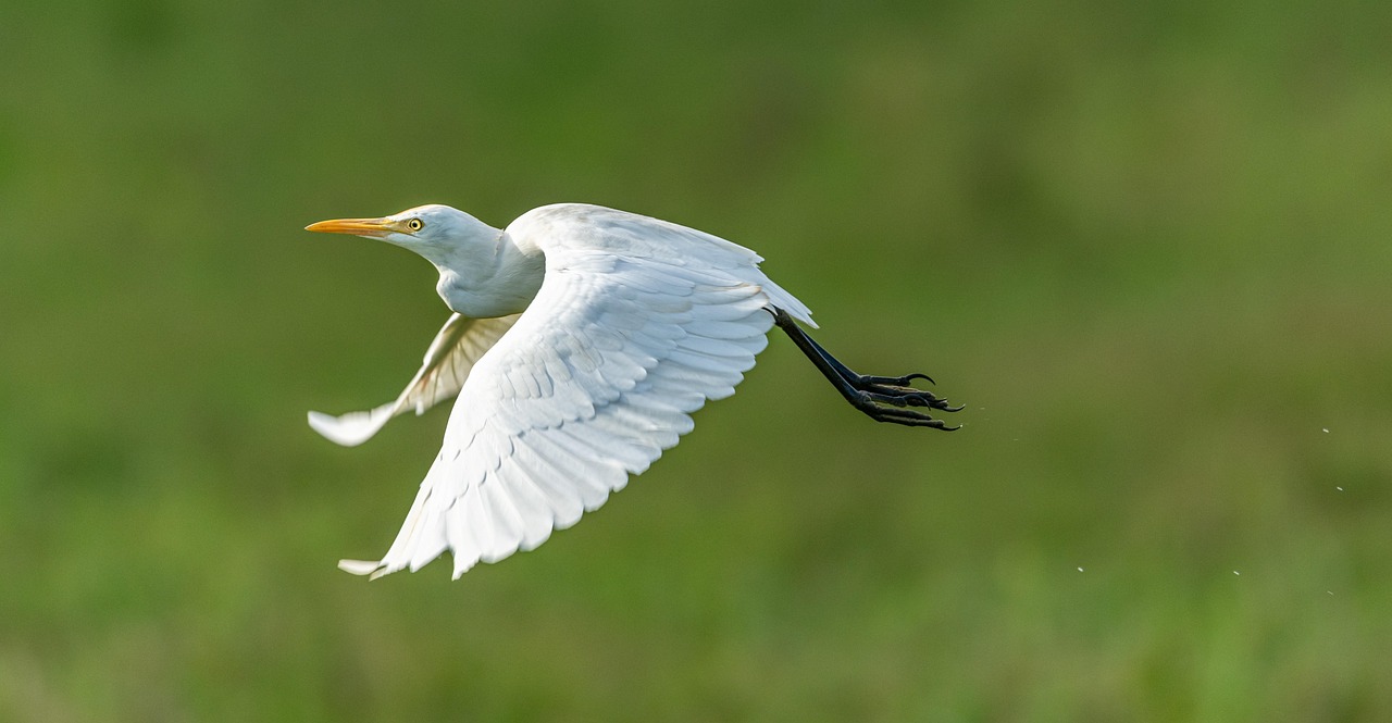 heron, white, flight, flies, feather, bird, nature, animal, beak, wild, portrait, of nature, flying, wings, fauna, wing, heron, heron, heron, heron, heron, wings