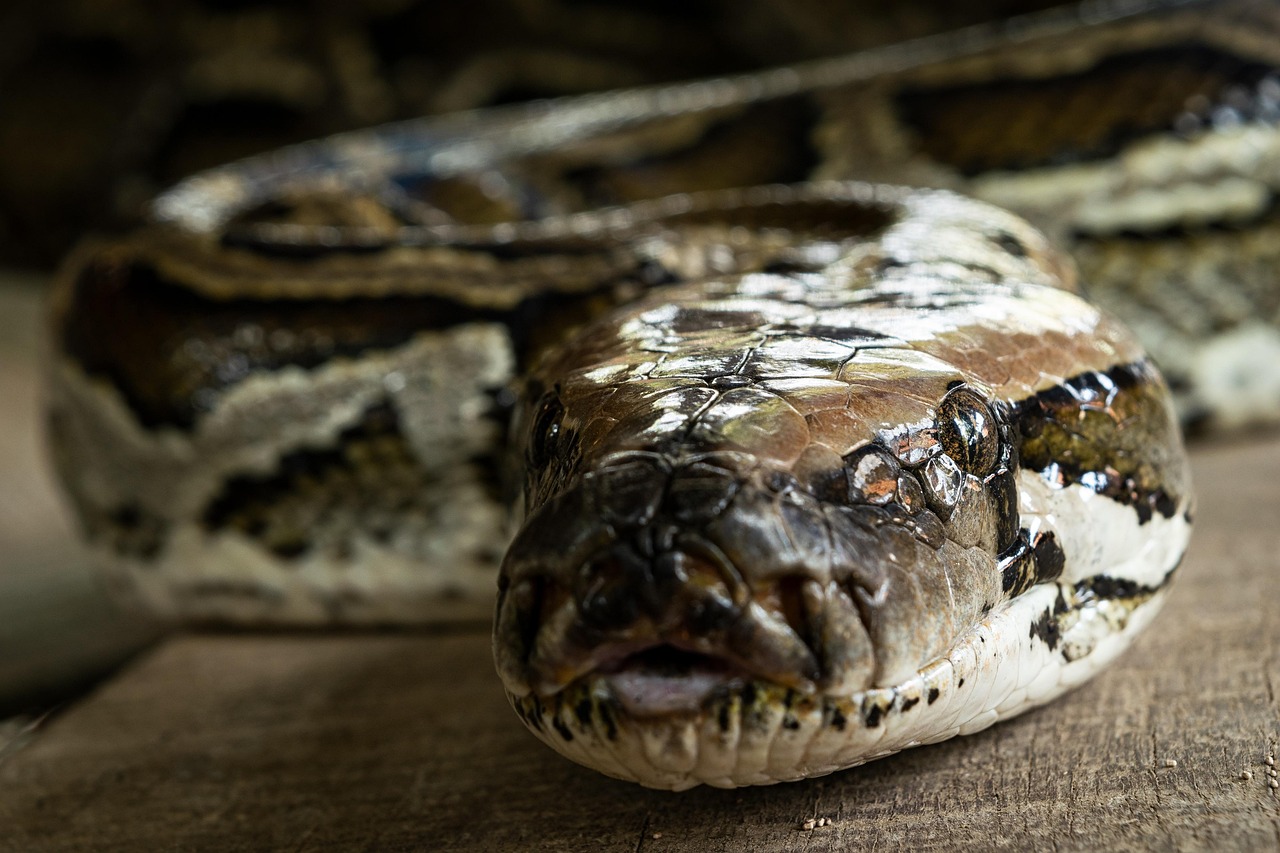 serpente, carta da parati mac, sfondi hd, incredibile, animale, sfondi del desktop, sfondo della natura, sfondo, carta da parati gratuita, natura, rettile, la lucertola, sfondo 4k, bella carta da parati, carta da parati di windows, selvaggio, caccia, carta da parati della natura, sfondo 4k 1920x1080, brown carta da parati, natura meravigliosa, carta da parati per laptop, sfondi fantastici, carta da parati 4k, sfondo gratuito, carta da parati full hd, carta da parati hd, serpente marrone