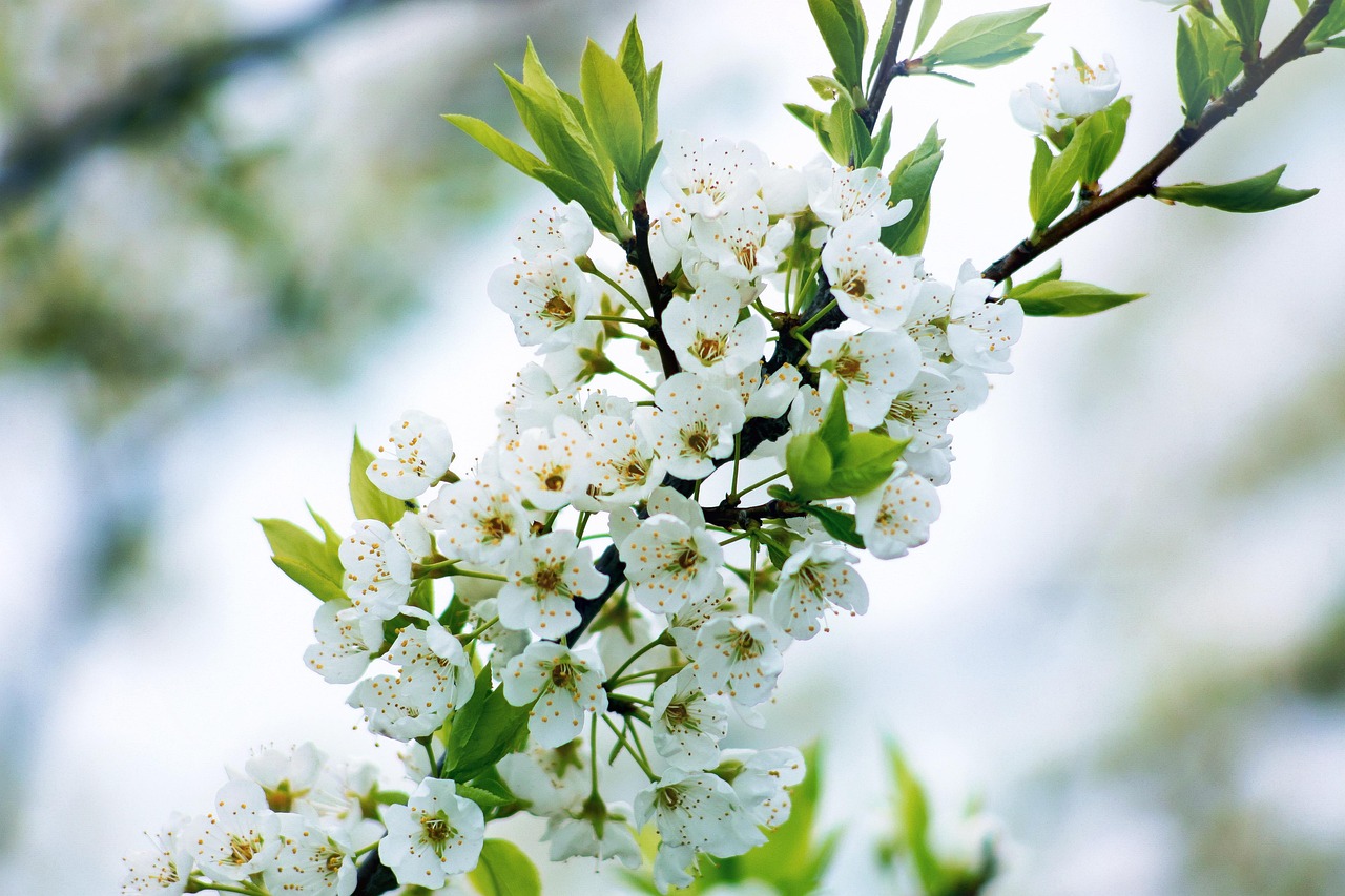 japanese cherry trees, wallpaper hd, flowers, happy mothers day, 4k wallpaper 1920x1080, spring, free background, wallpaper, japanese flowering cherry, ornamental cherry, japanese cherry, beautiful flowers, free wallpaper, cherry blossom, nature, flower wallpaper, desktop backgrounds, full hd wallpaper, beautiful wallpaper, heyday, tree, pink, hd wallpaper, colorful, color, cool backgrounds, branch, wallpaper 4k, bud, mac wallpaper, laptop wallpaper, windows wallpaper, flower background, 4k wallpaper