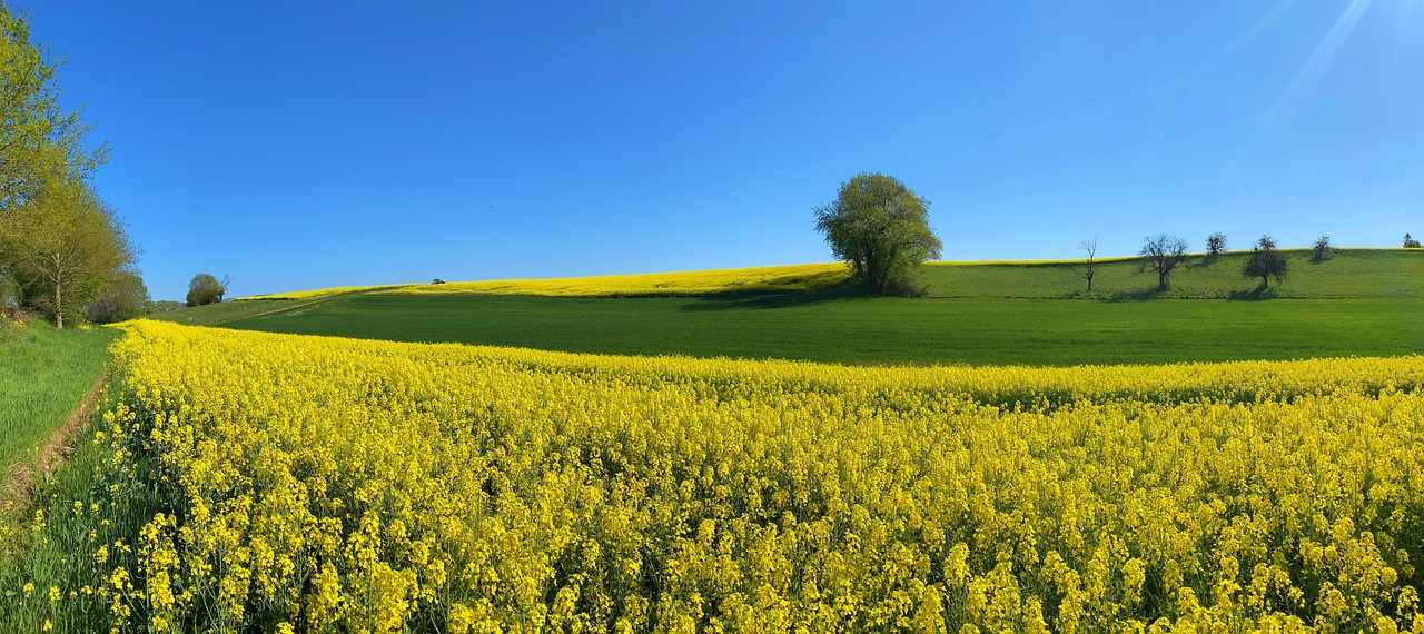 rapeseed field, oilseed rape, rape field, yellow flowers, agriculture, farming, nature, landscape, agriculture, agriculture, agriculture, agriculture, agriculture, farming