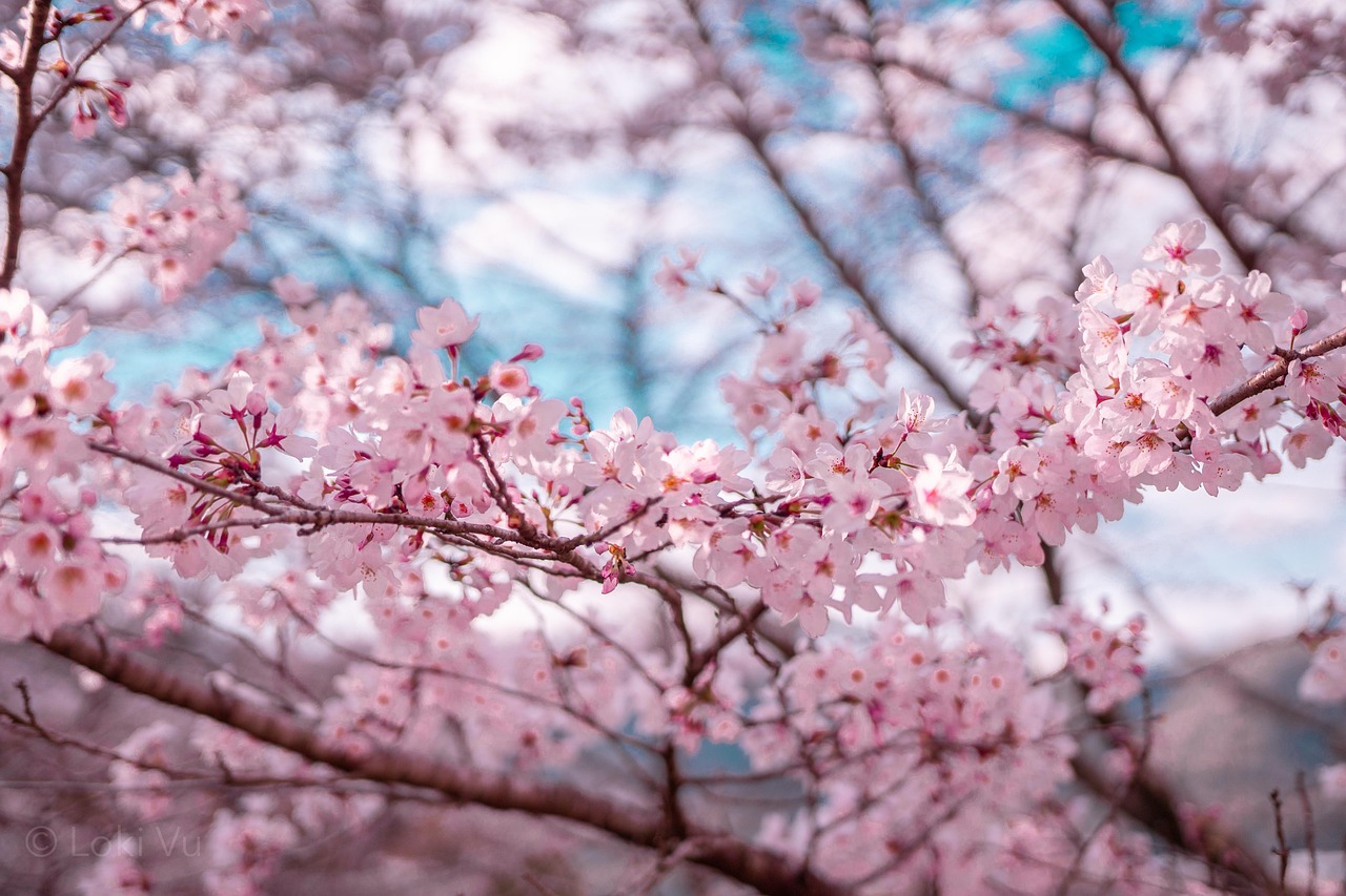 sakura, krásne kvety, obloha, biely, príroda, na jar kvitnú, záhrada, farba