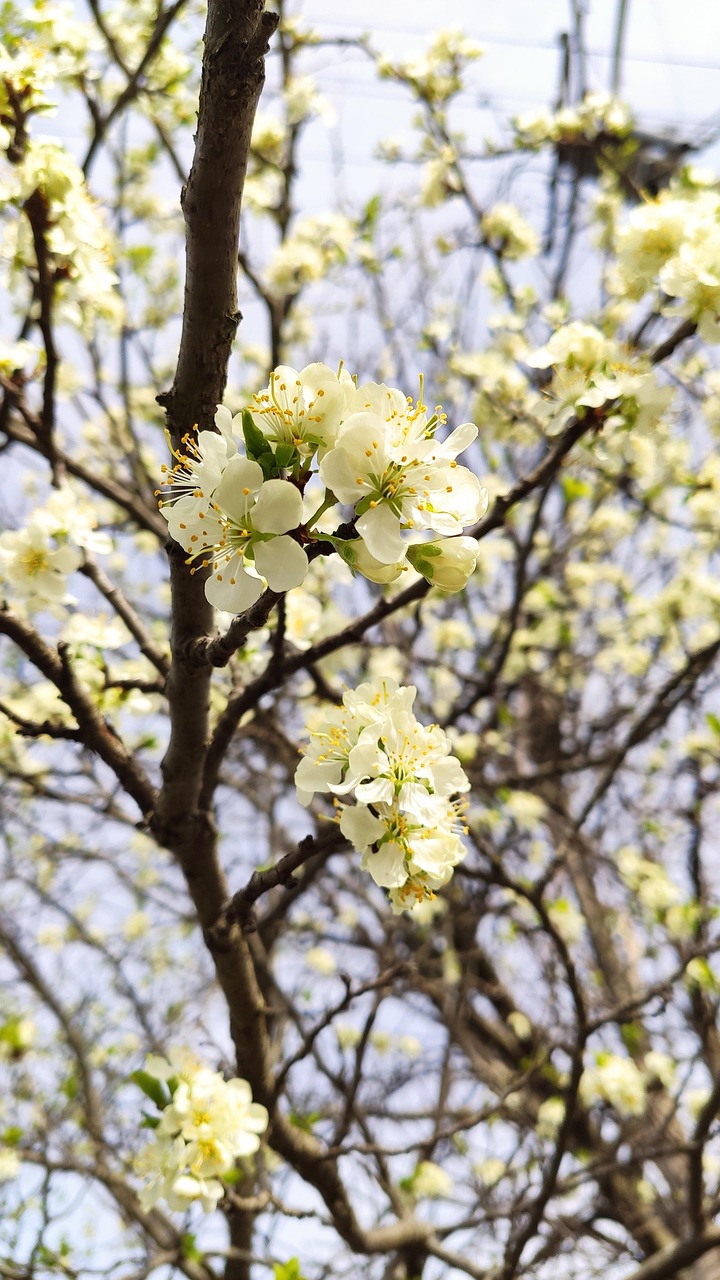 pflaumenblüte, portrait-modus, blühende pflaume, vorfrühling