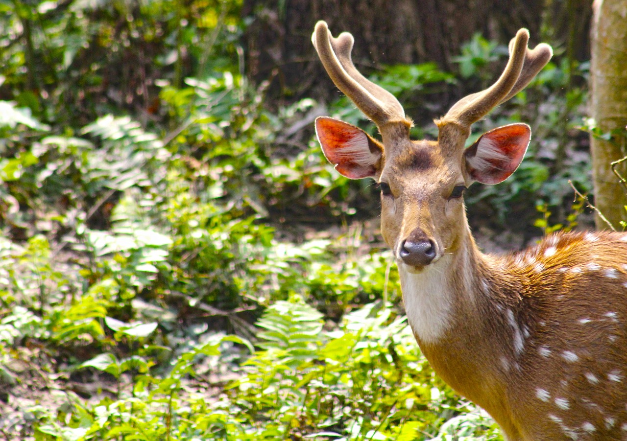 άγρια ζωή, ελάφι, chitwan national park, νεπάλ, φύση, περιπέτεια, ταξίδι