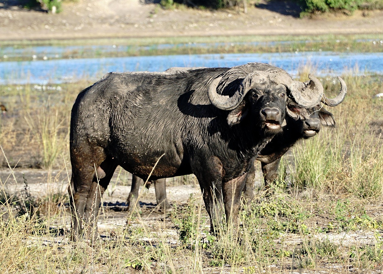 chobe national park, μποτσουάνα, βουβάλι, αφρική, σαφάρι