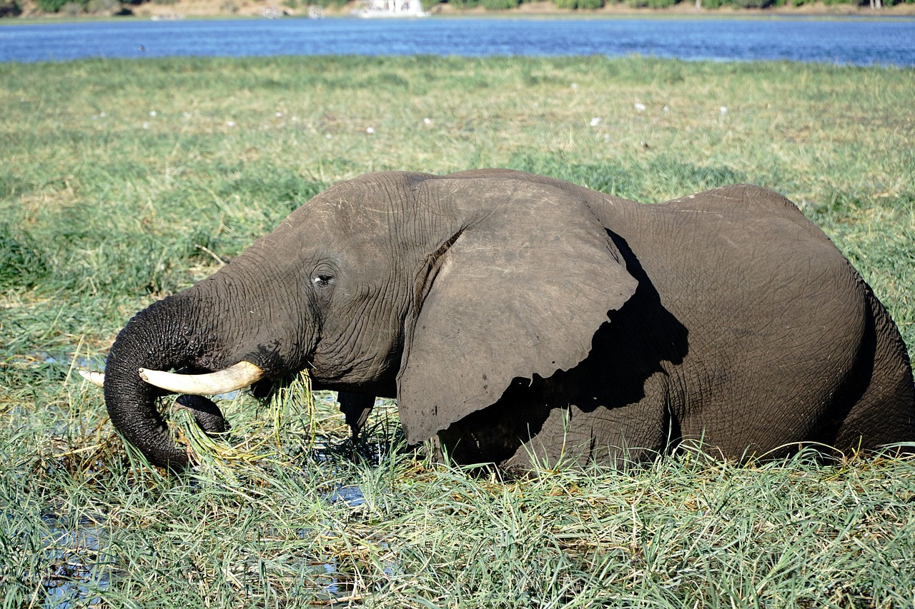 chobe national park, μποτσουάνα, ελέφαντας, αφρική