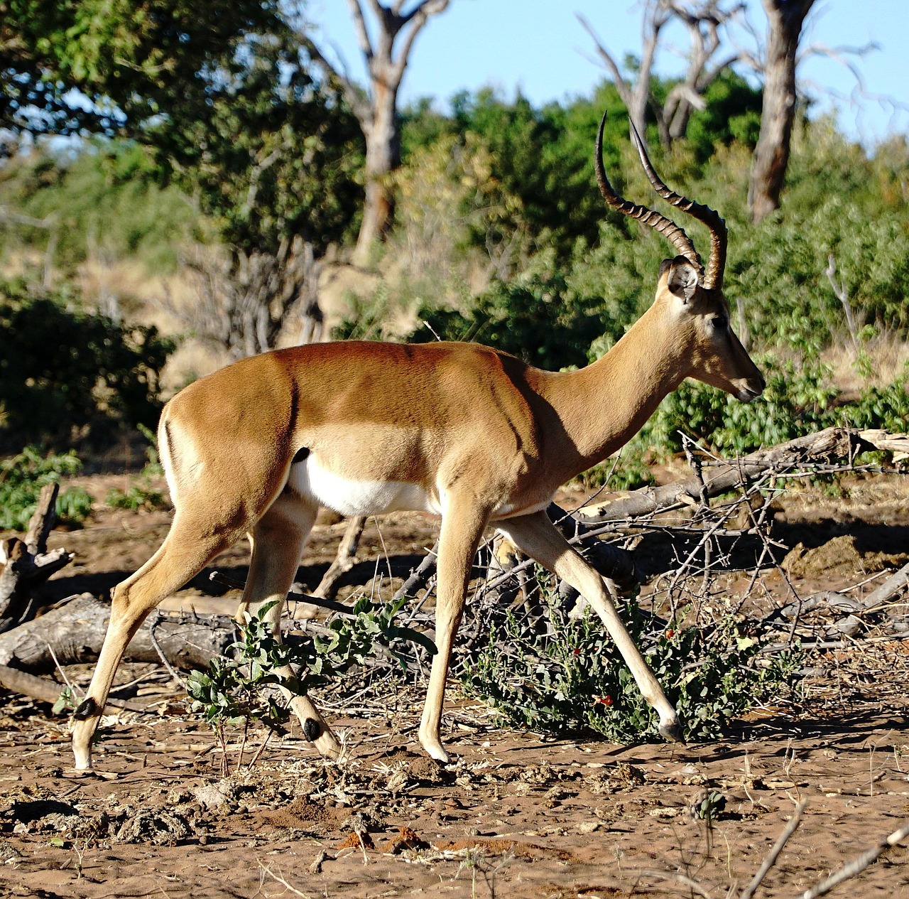 chobe national park, μποτσουάνα, αντιλόπη, αφρική