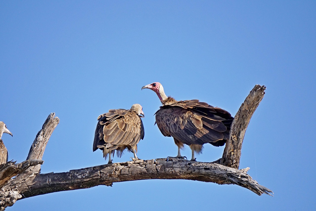 chobe national park, μποτσουάνα, γύπας, αφρική