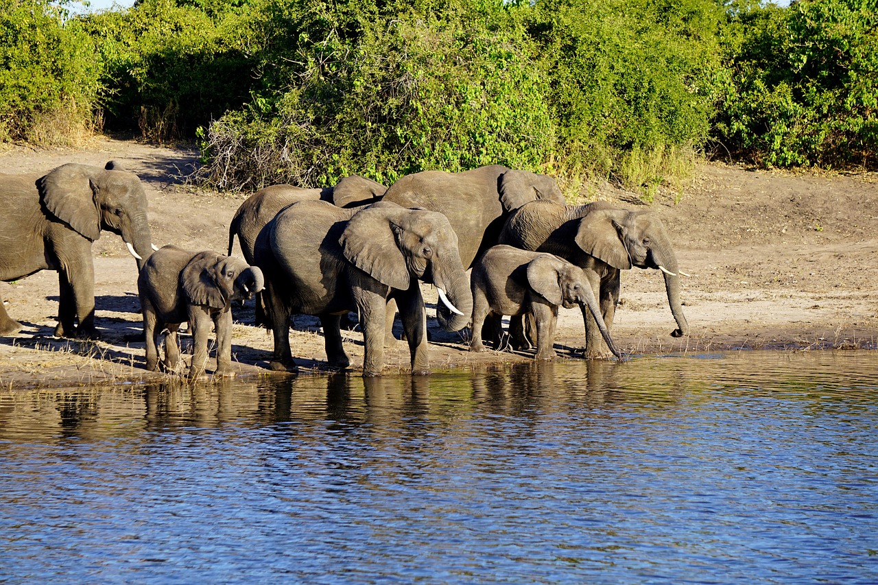 chobe national park, μποτσουάνα, ελέφαντας, αφρική