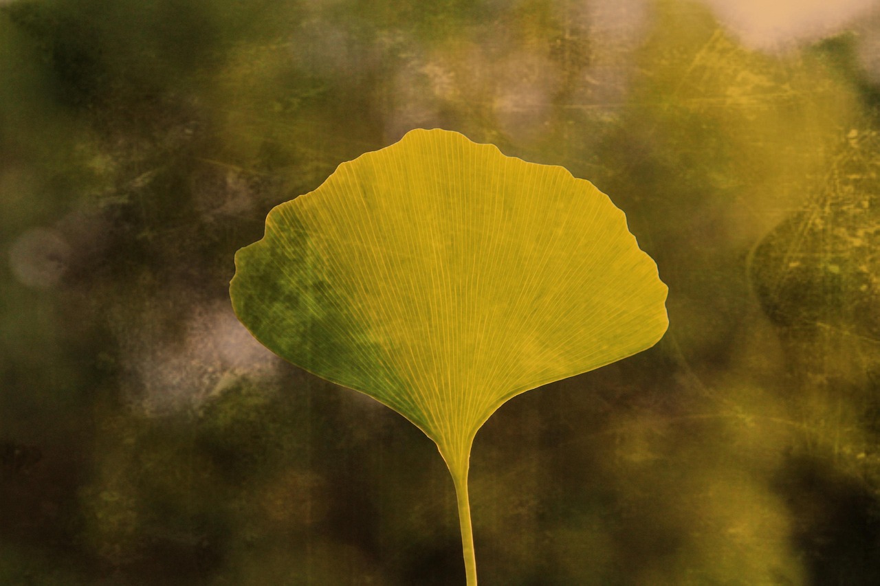 ginko, ginkoblatt, ginkobaum, baum, zweig, energie, kraft, mut, grün, glück, stärke, motivation, natur, sonne, mystisch