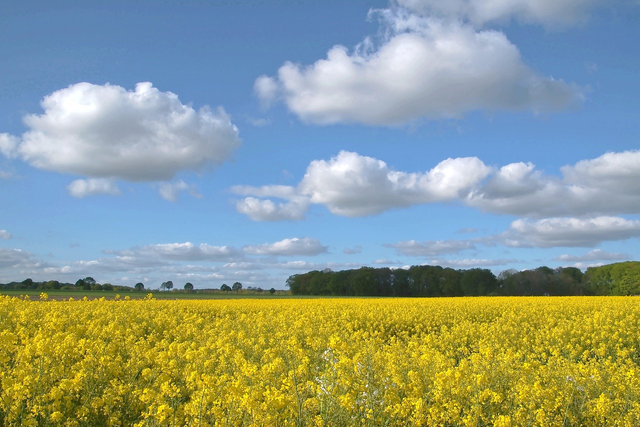 oilseed rape, field of rapeseeds, landscape, yellow, nature, spring, rape blossom, agriculture, blue sky, white clouds, fields, rape flowers bright, atmospheric, mood
