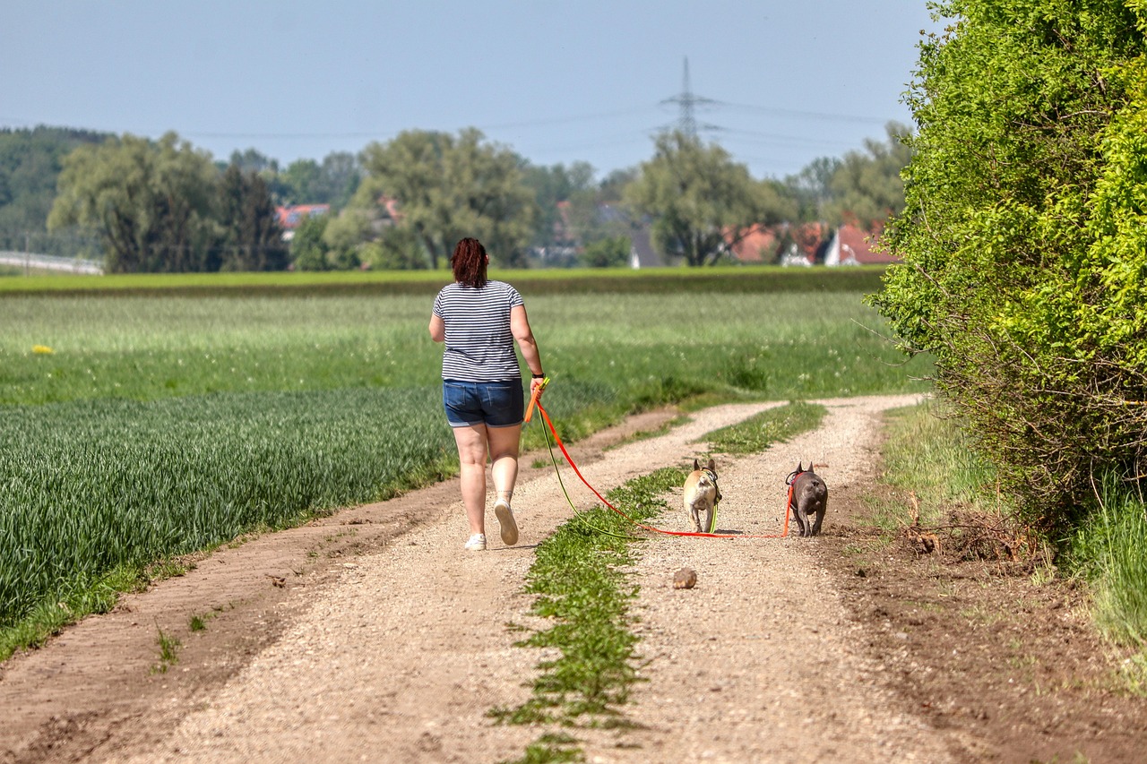 walk, dogs, education, path, rope, dirt road, comrade, obedience