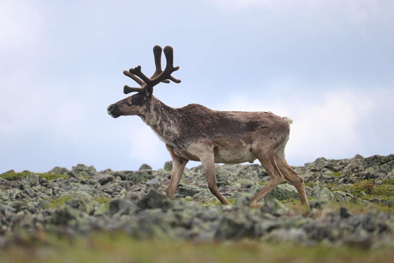 kanada, resa, amerika, caribou, vilde, sällsynta djur, rennes, däggdjur, horn, arter, chef