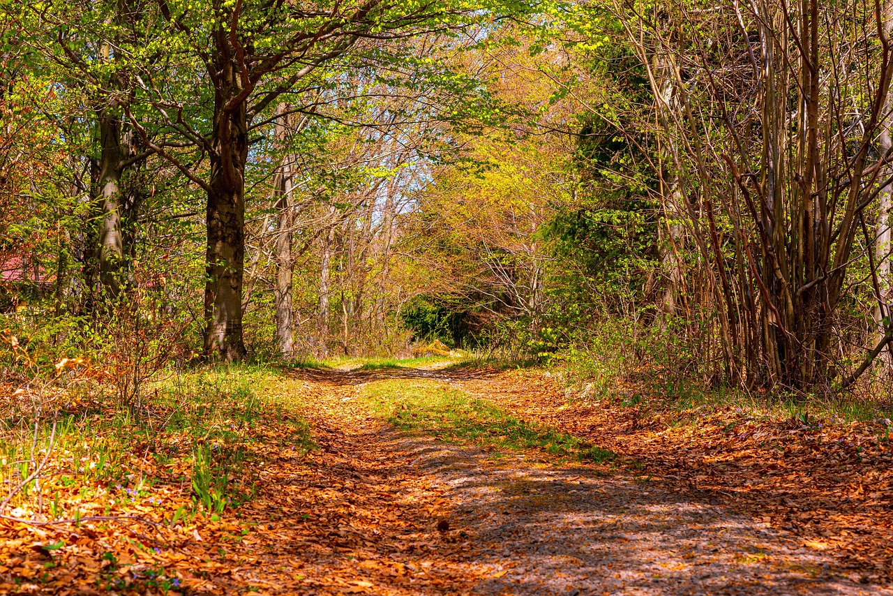 skog, natur, utanför, träd, vägen, land, grönska, löv, färgad