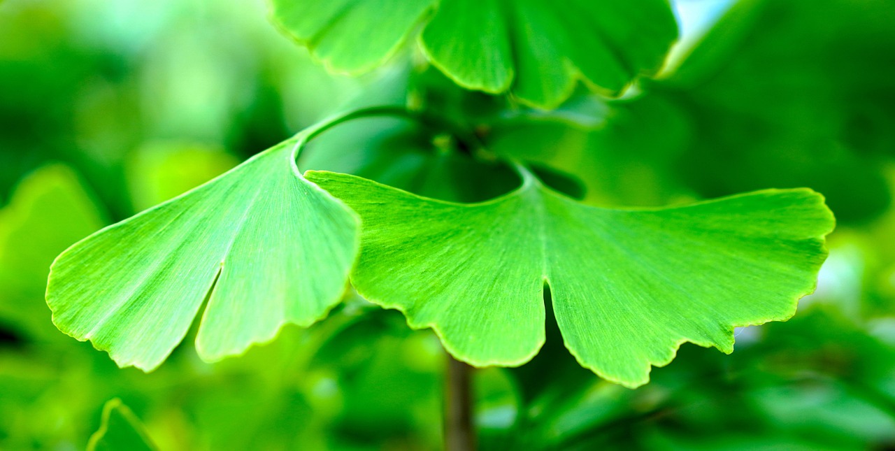 ginko, blatt, ginkobaum, ginkoblatt, natur, heilpflanze, grün, baum, ginko, ginko, ginko, ginko, ginko