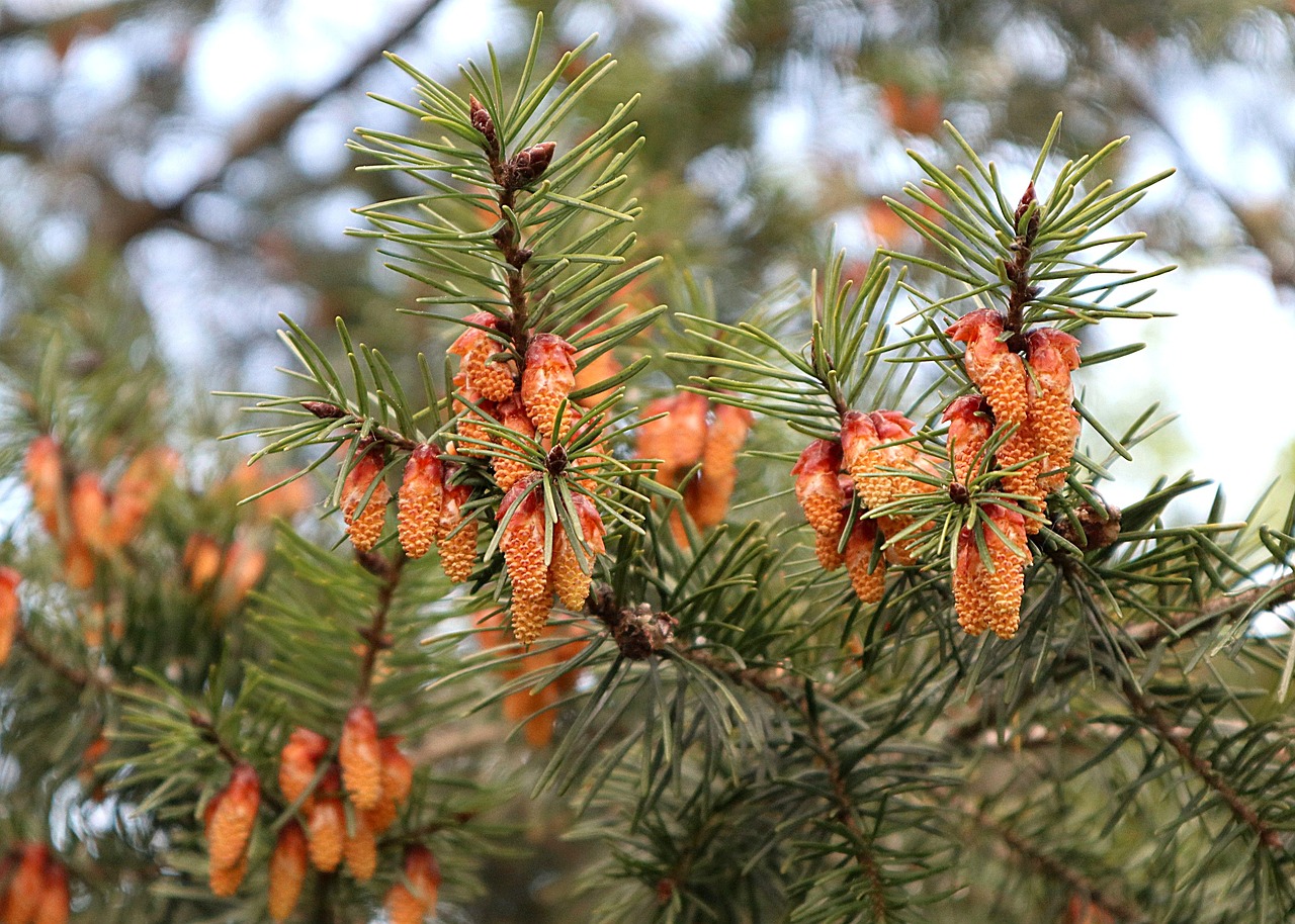 douglas, pseudotsuga menziesii, nadelbaum, männliche blüten, frühlingshaft, der anfang