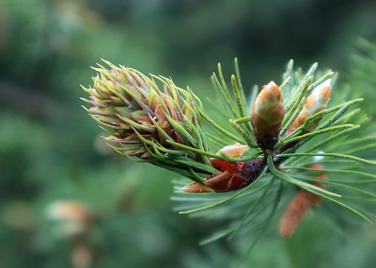 douglas, pseudotsuga menziesii, unreife kegel, der anfang der, reifung, pseudotsuga menziesii, pseudotsuga menziesii, pseudotsuga menziesii, pseudotsuga menziesii, pseudotsuga menziesii