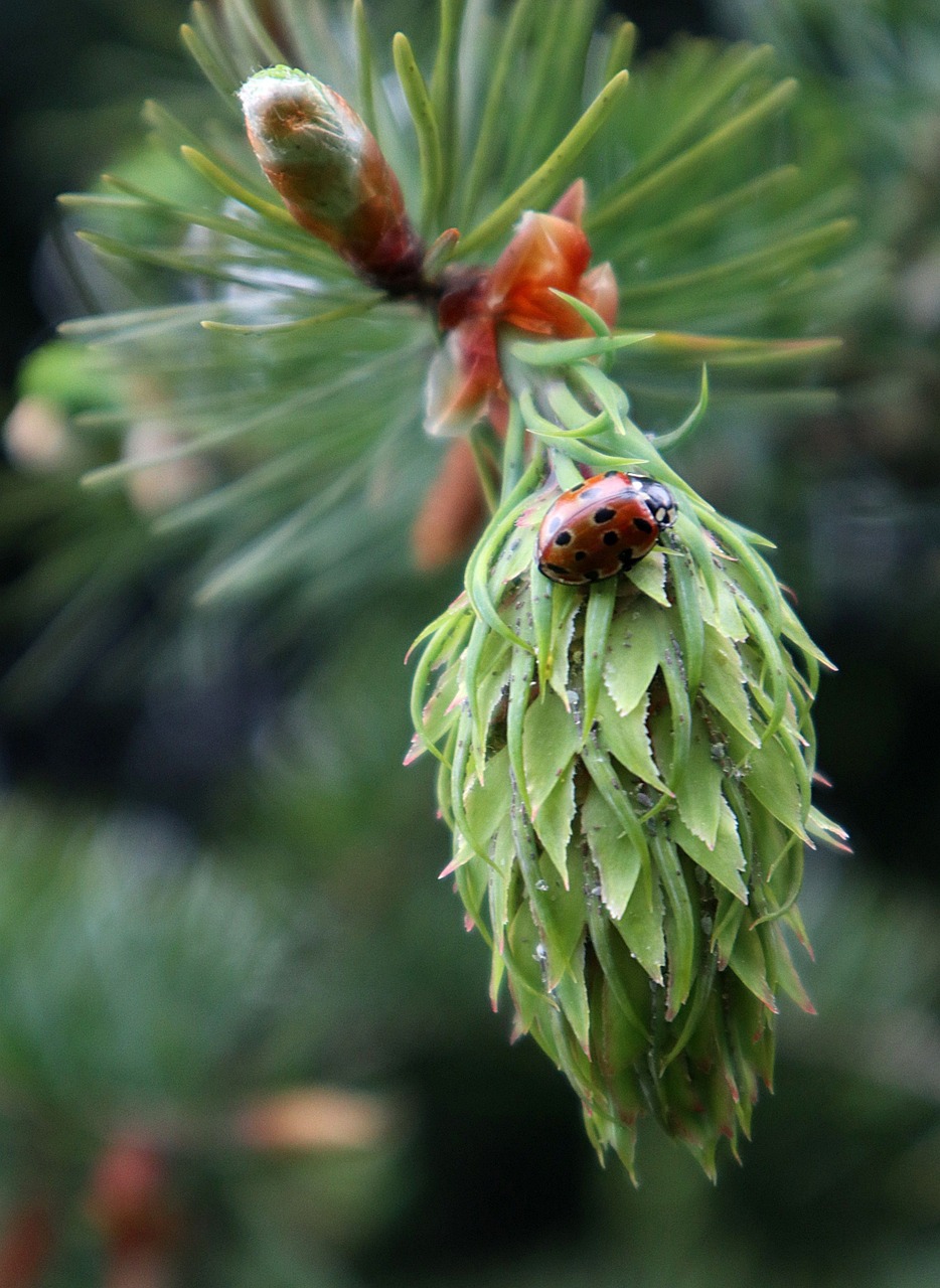 douglas, pseudotsuga menziesii, grüne kegel, insekt, entwicklung, im frühjahr