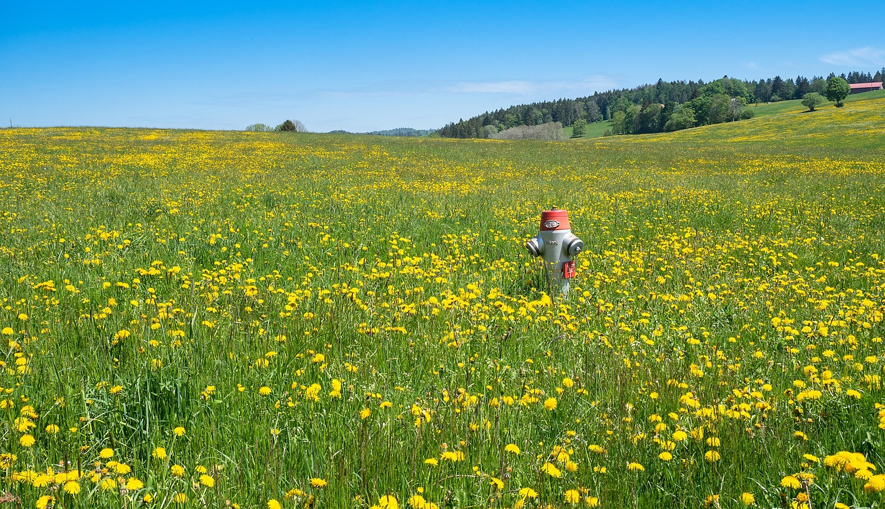 hydrant, jura, jurawanderung, schweizer jura, wiese, blumenwiese, löwenzahn, pusteblume, hydrant, hydrant, hydrant, hydrant, hydrant, blumenwiese, blumenwiese, pusteblume