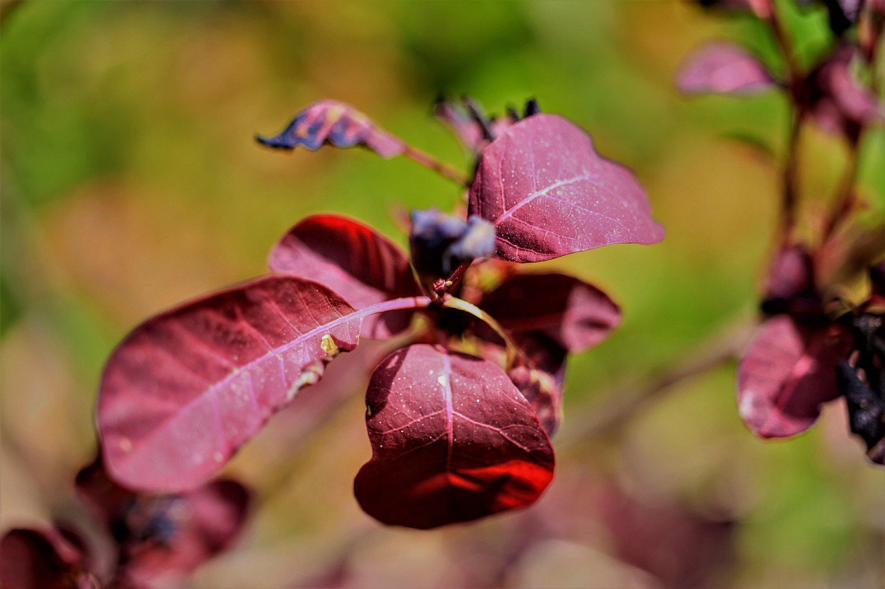 wig brush, wig tree, fisettholz, dyer sumac, schmack, venetian, more hungarian, tyrolean sumac, cotinus coggygria, red, leaves, plant, shrub, branch, template, nature, autumn leaf, bright, autumn colors, bush, woody, ornamental wood, garden plant, ornamental plant, botany