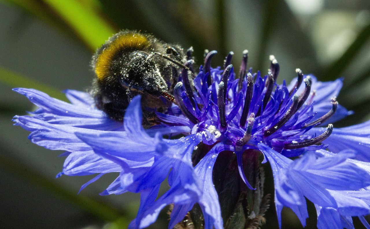 hummel, panzer, kornblumen, insekt