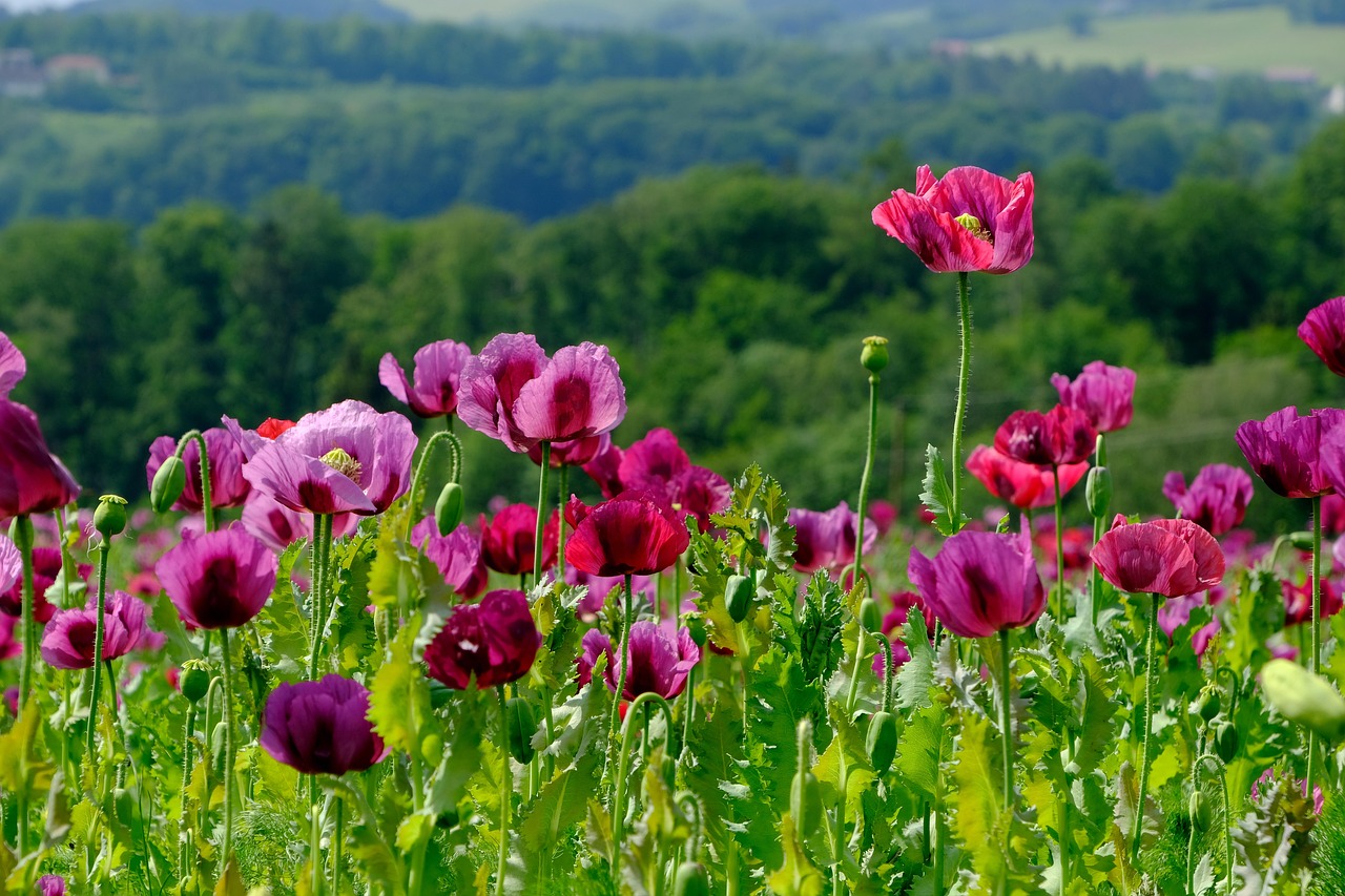 mohnblume, violett, mohnblüte, natur, schöne blumen, mohn, blumen hintergrund, mohngewächs, schlafmohn, mohnfeld, landschaft, blühend, lila, blumentapete, klatschmohn, natur pur