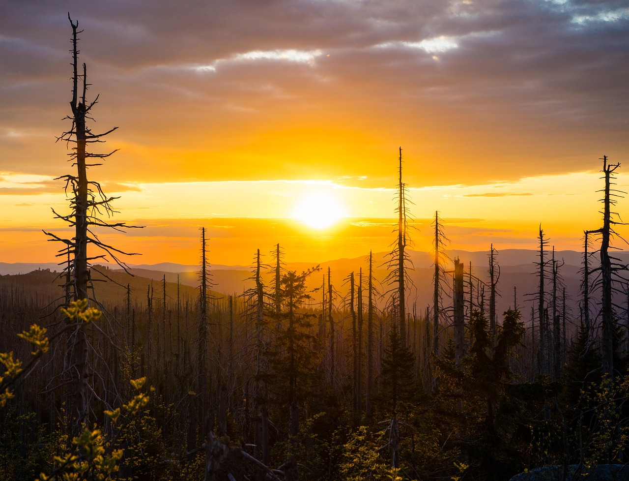 plöckenstein, bohemia, bohème du sud, donneur, scolyte, sumava, de la šumava, la šumava, nature, frontière, zone frontalière, des arbres, crépuscule, calmer, liberté, mélancolie, forêt, solitaire, silence, paisible, léger, paix, le coucher du soleil