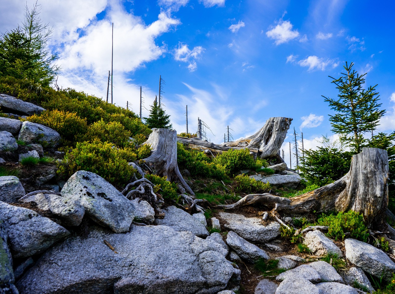 la šumava, plöckenstein, forêt, donneur, bohemia, haute autriche, scolyte, sumava, de la šumava, nature, frontière, zone frontalière, paysage, des arbres, calmer, liberté, mélancolie, solitaire, silence, adalbert stifter, iron curtain, rideau de fer
