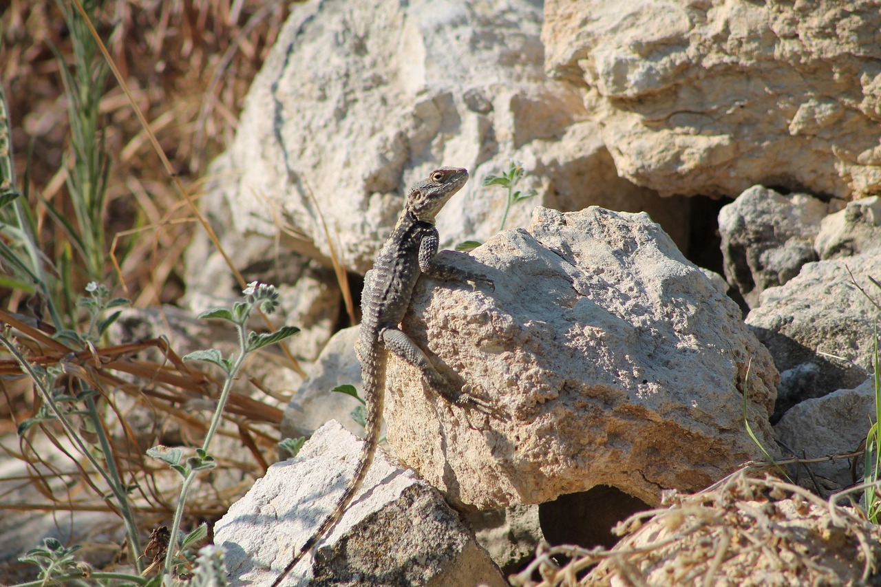 lizard, reptile, animal, nature, exotic, creature, snake, crocodile, wild