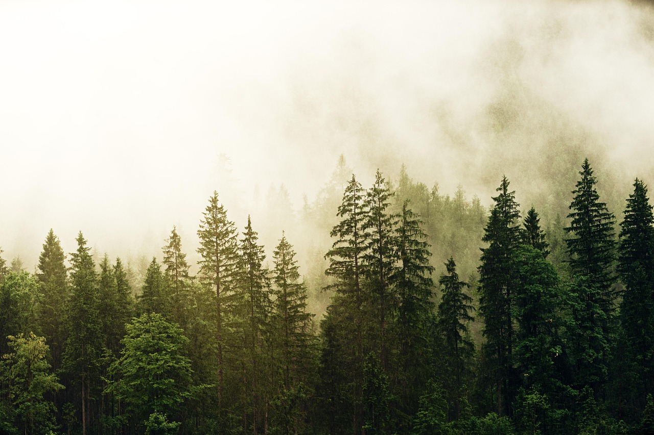 nebel, nadelwald, desktop-hintergründe, morgen, fichte, wald, kostenlose tapete, grün, natur hintergrund, mac-hintergrundbild, hintergrundbild 4k, natur, coole hintergründe, baum, windows wallpaper, koniferen, landschaft, tannenwald, hintergrundbild in hd, holz, 4k-hintergrundbild 1920x1080, immergrün, kostenloser hintergrund, nadelbaum, laptop-hintergrundbild, kiefer, schöne tapete, wolken, hintergrund, hd wallpaper, schöne natur, full-hd-hintergrundbild, naturtapete, 4k tapete