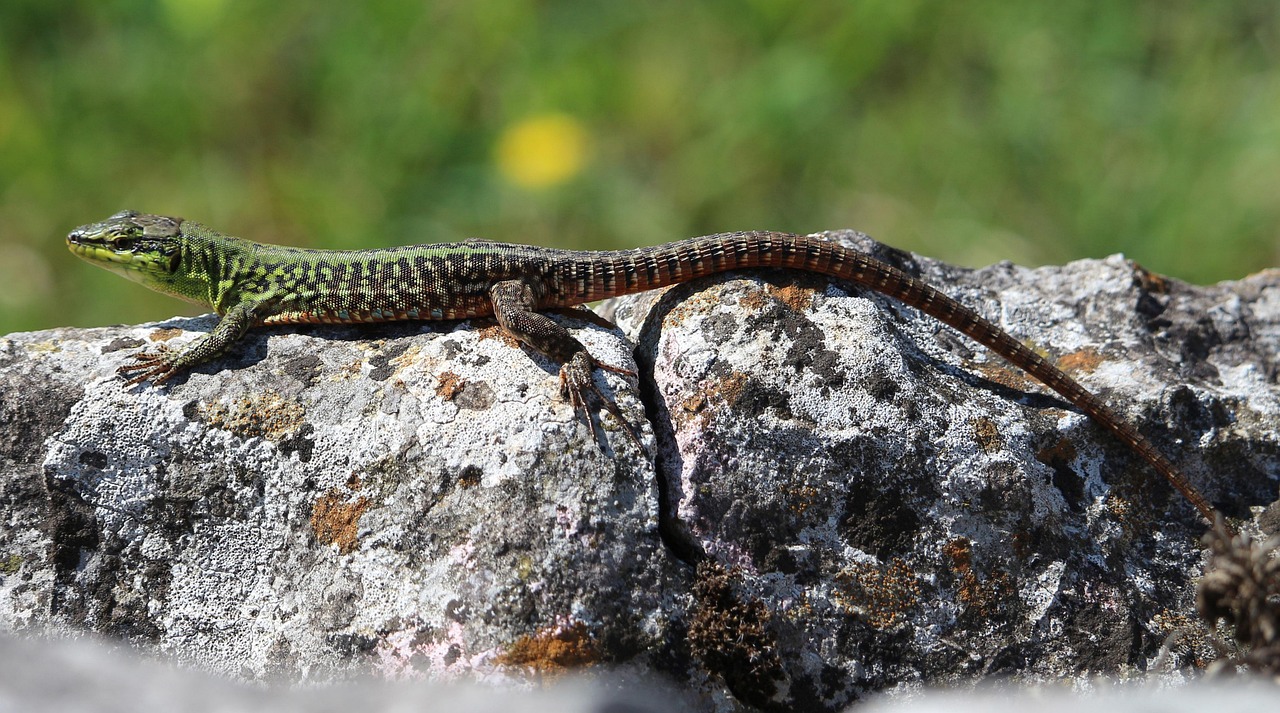 italian wall lizard, wall lizard, nature, reptile, wildlife, animal, green, rock