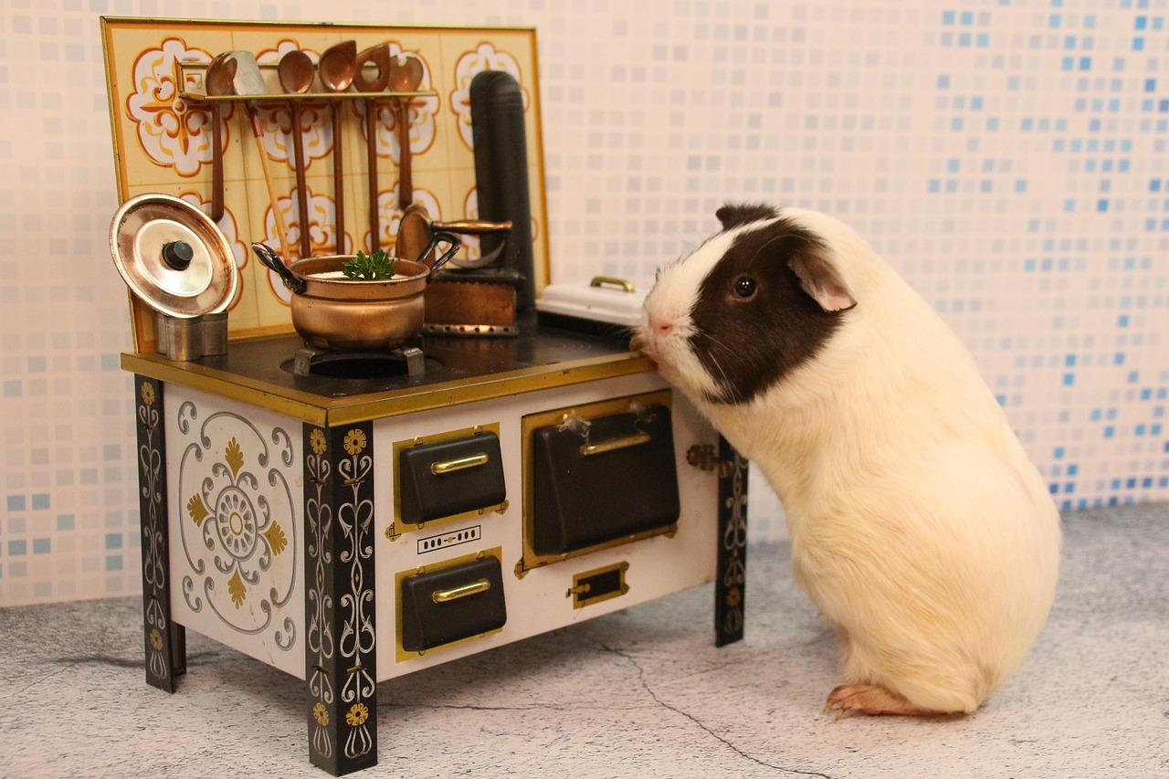 küche, haushalt, kochen, ofen, herd, natur, kulinarische, kochlöffel, meerschweinchen, nagetier, haustier, tier, nager, niedlich, pelzig, spielzeug, säugetier, tierwelt, flauschig, bezaubernd, vegan, ernährung, essen, gesund, lustig, restaurant