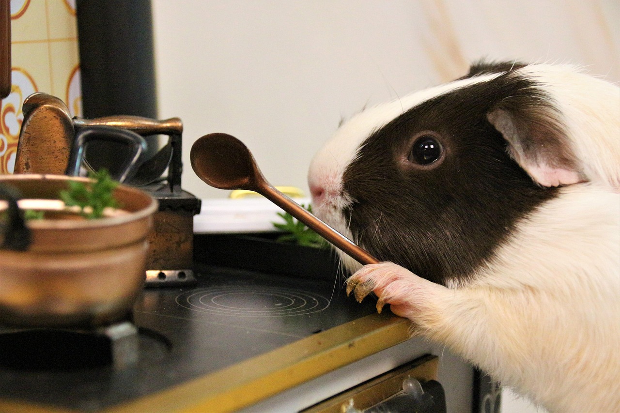 küche, haushalt, kochen, ofen, herd, kulinarische, kochlöffel, meerschweinchen, nagetier, haustier, tier, natur, nager, niedlich, pelzig, spielzeug, säugetier, tierwelt, flauschig, bezaubernd, vegan, ernährung, essen, gesund, lustig, restaurant