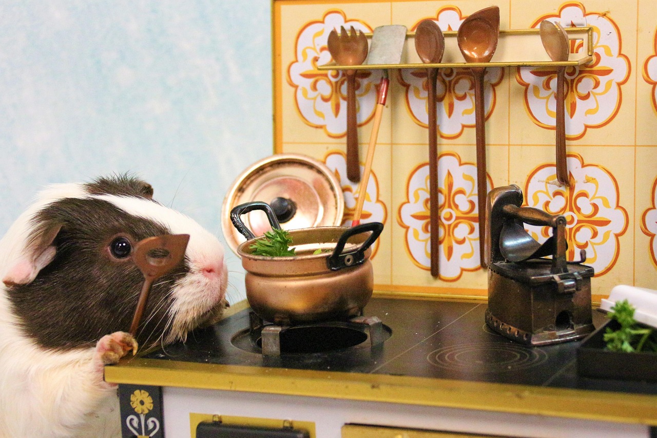 küche, haushalt, kochen, ofen, herd, kulinarische, kochlöffel, meerschweinchen, nagetier, haustier, tier, nager, natur, niedlich, pelzig, spielzeug, säugetier, tierwelt, flauschig, bezaubernd, vegan, ernährung, essen, gesund, lustig, restaurant