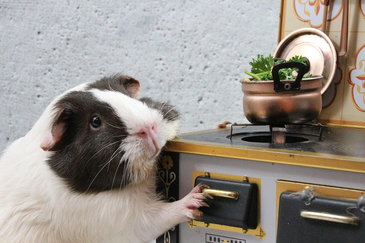 küche, haushalt, kochen, ofen, herd, kulinarische, kochlöffel, meerschweinchen, nagetier, haustier, tier, nager, niedlich, pelzig, spielzeug, säugetier, tierwelt, flauschig, bezaubernd, vegan, ernährung, essen, gesund, lustig, natur, restaurant
